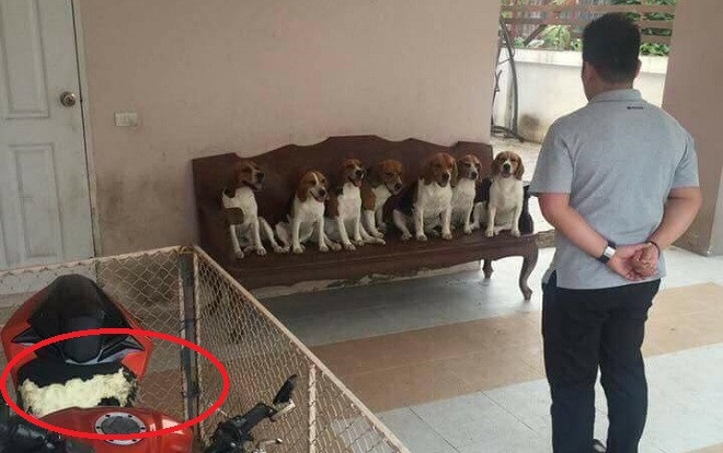 Quây xe trong rào sắt, khổ chủ dở khóc dở cười vì vẫn bị đàn chó… phá tan xe Ảnh 2