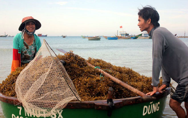 Kiếm tiền triệu mỗi ngày nhờ cắt hái rong mơ biển ở Quảng Ngãi Ảnh 2