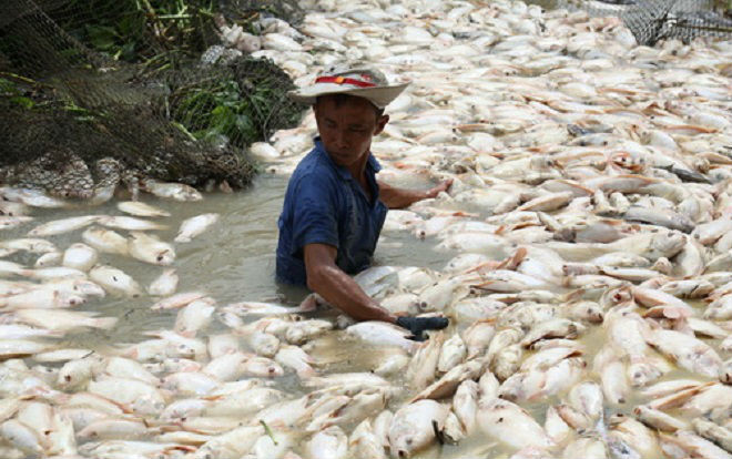 Nước nơi 1.500 tấn cá chết trên sông La Ngà có khí độc vượt mức Ảnh 2