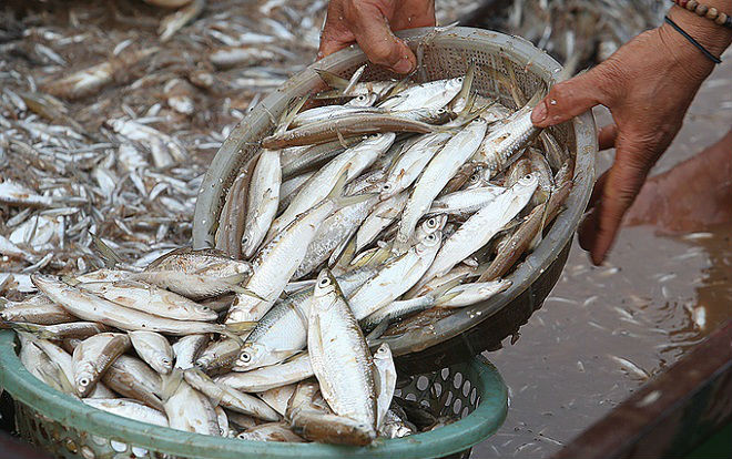 Đặc sản tép dầu khô lòng hồ thủy điện Sơn La Ảnh 2