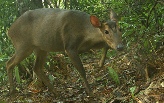 Lần đầu tiên ghi nhận mang lớn ở Quảng Nam Ảnh 2
