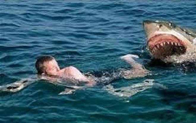 Ngư dân bị cá mập tấn công ở Hải Phòng Ảnh 2