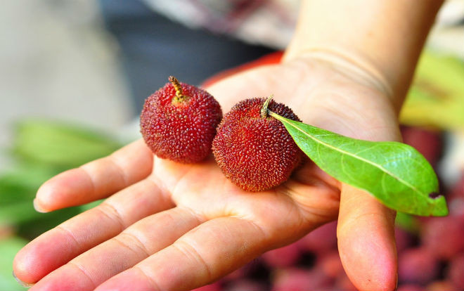 Học ngay những cách chế biến cực ngon loại quả thanh mai gây sốt trong mùa hè Ảnh 2