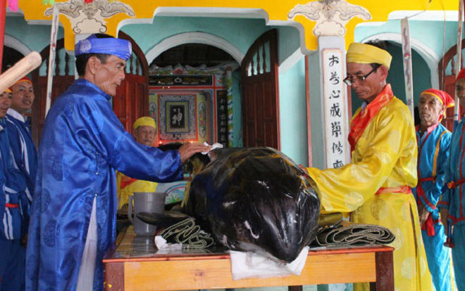 Quảng Ngãi: 'Thần nam hải' lại dạt vào bờ biển Ảnh 2