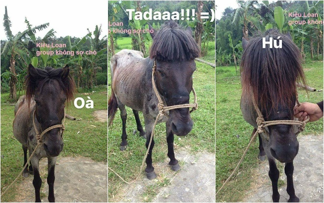 Cười ngất với sản phẩm 'khi bạn có ngựa và bạn đang học cắt tóc' Ảnh 2