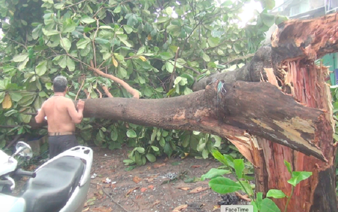 Nhiều nhà dân tốc mái, cây xanh bật gốc sau mưa Ảnh 2