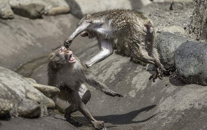 Khỉ đánh nhau chuyên nghiệp như võ sĩ khiến nhiếp ảnh gia được phen 'rửa mắt' Ảnh 2