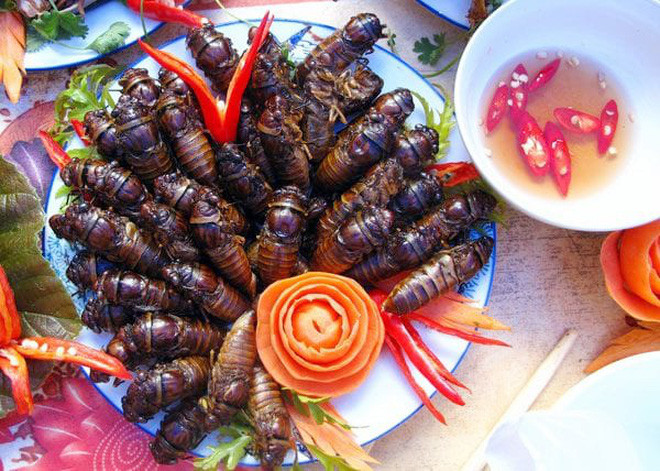 Ve sầu - thứ “đặc sản” mùa hè giá cao ngất ngưởng, có lúc lên tới 500k/kg
