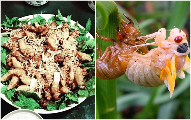 Ve sầu - thứ “đặc sản” mùa hè giá cao ngất ngưởng, có lúc lên tới 500k/kg Ảnh 2