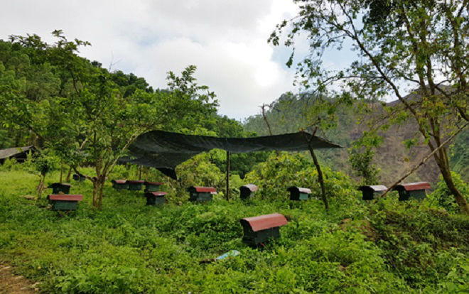 Chàng trai Phú Thọ bỏ bằng cử nhân sư phạm lên rừng nuôi ong Ảnh 2