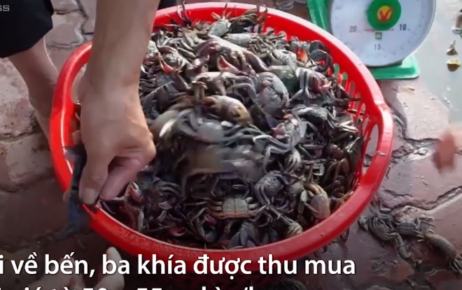 Lội rừng đước bắt ba khía đêm kiếm tiền triệu ở Sài Gòn Ảnh 2