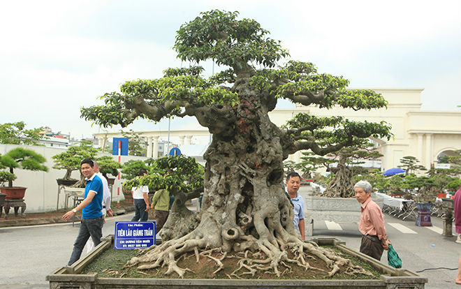 Ngọn cây sanh 'tiên lão giáng trần' gây sửng sốt giới chơi cây Ảnh 2