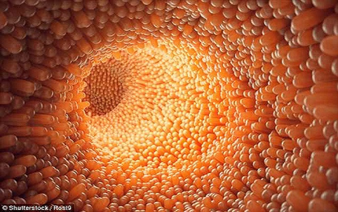 Giải mã cơ chế hoạt động phức tạp của 'bộ não thứ 2' nằm ở bụng con người Ảnh 2