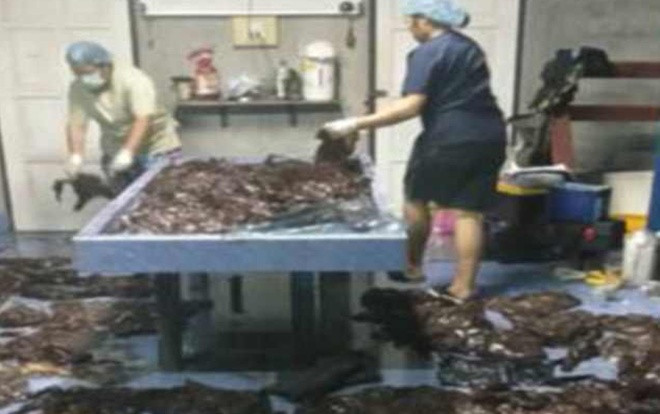 Sự thật sốc sau cái chết của một con cá nhà táng Ảnh 2