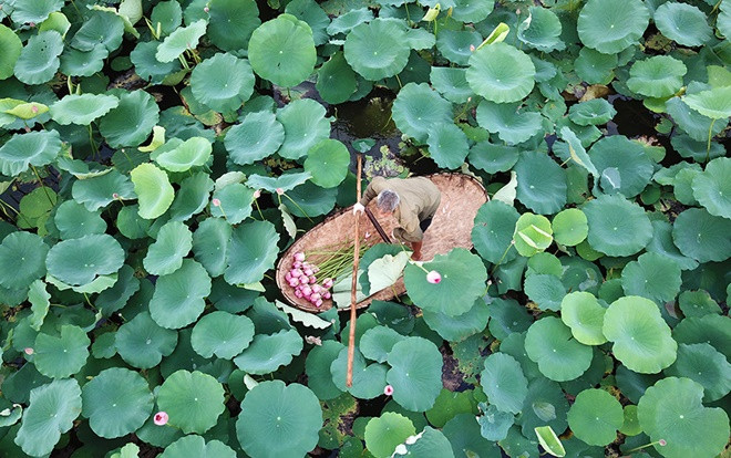 Tháng 6 về Hà Nội nóng phát hờn nhưng mỗi lần ngang qua loài hoa này, người ta lại thấy thanh mát đến lạ Ảnh 2