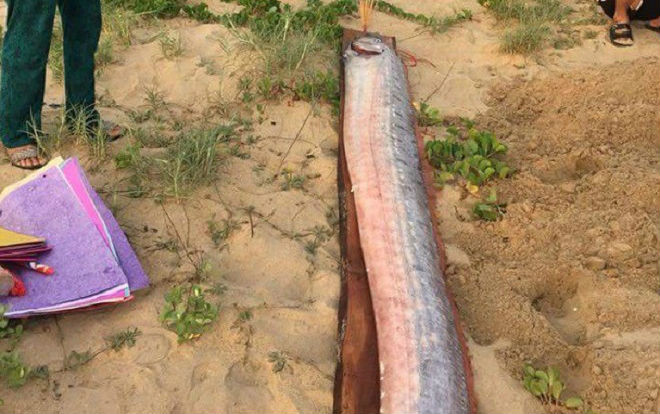 Cá hố rồng 'khủng' liên tiếp chết dạt bờ biển Quảng Bình Ảnh 2