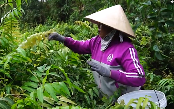 Người phụ nữ lội bùn hái rau choại ở ven Sài Gòn Ảnh 2