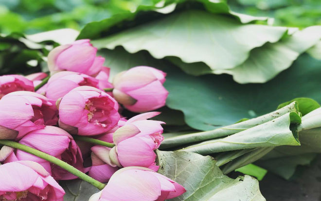 Đẹp dịu dàng sen Hồ Tây tháng 6! Ảnh 2