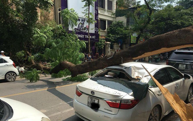 Đang đỗ ven đường, ô tô Lexus bất ngờ bị cành phượng gãy đổ đè trúng Ảnh 2