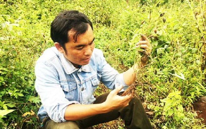 Băng rừng truy tìm 'sâm tiến vua' quý hiếm Ảnh 2