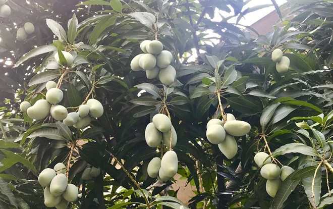 Những bức ảnh khiến bạn 'khóc ròng vì thèm thuồng': Xoài xanh lúc lắc trĩu đầy cành ngay trên phố Hà Nội Ảnh 2