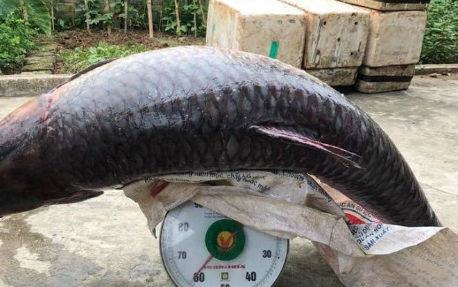 Clip bắt được cá trắm đen khổng lồ nặng hơn 60kg gây xôn xao Ảnh 2