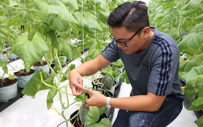 Mỗi năm mất 1,5 tỷ đồng du học, 9X gác lại giấc mơ Mỹ về nước trồng hàng nghìn cây dưa lưới Nhật để khởi nghiệp Ảnh 2