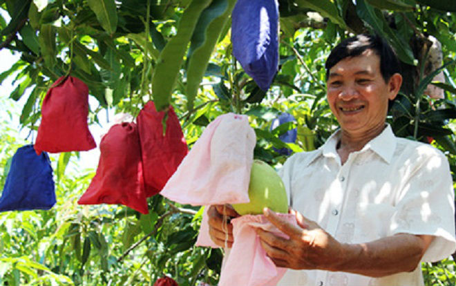 Ông nông dân 'may áo' cho xoài tứ quý Ảnh 2