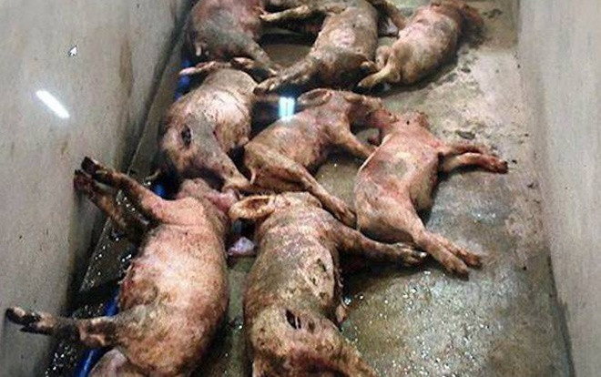 12 con lợn trong trang trại của gia đình bị kẻ xấu đâm chết giữa đêm Ảnh 2