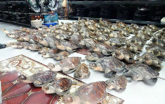 72 tiêu bản rùa quý hiếm trong cửa hàng mỹ nghệ ở Vũng Tàu Ảnh 2