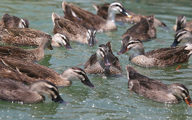 Người Thái nuôi vịt trời ở lòng hồ thuỷ điện Sơn La Ảnh 2