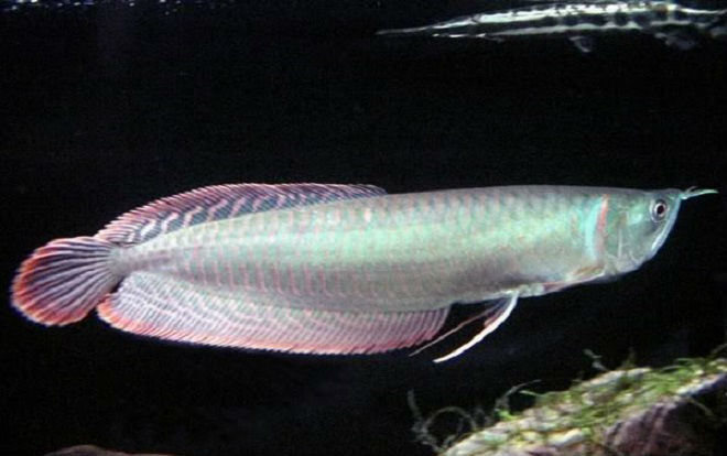 Con cá rồng chục ngàn USD: Thú chơi 'ông hoàng' của đại gia Việt Ảnh 2