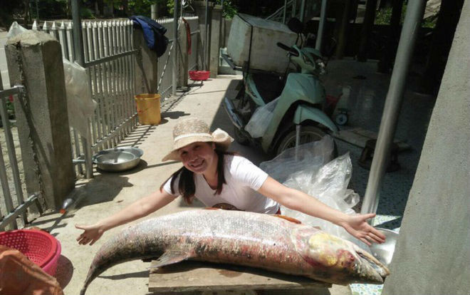Cá măng sông Đà 35kg hiếm có, mối quen đại gia mới có hàng Ảnh 2