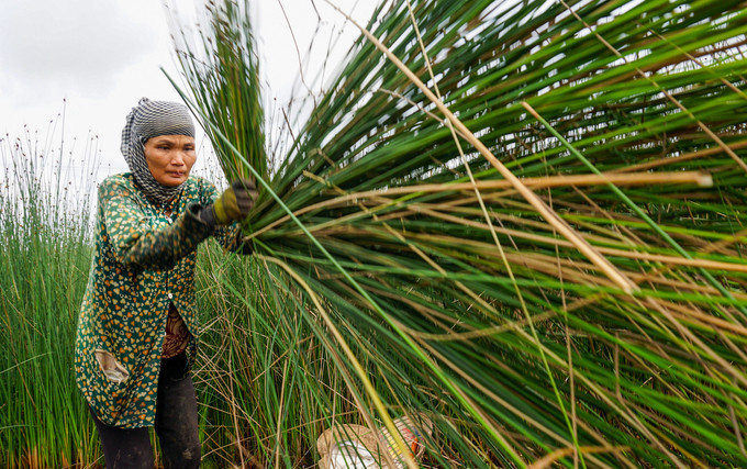 Trồng cỏ bàng thu trăm triệu đồng mỗi năm ở miền Tây Ảnh 2