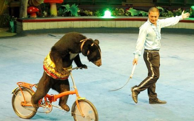 Ép thú bắt chước hành động con người là 'thú vui tàn nhẫn' Ảnh 2