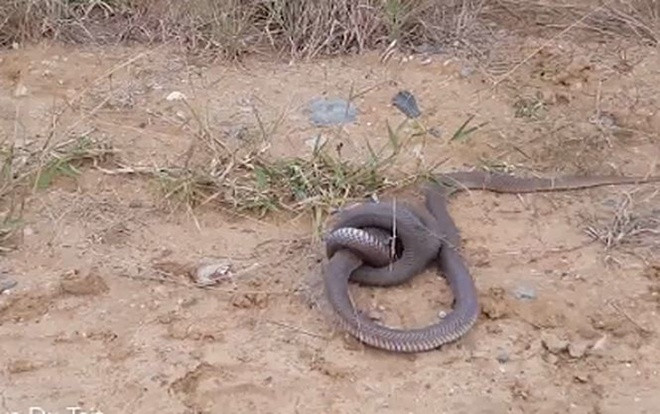 Rắn hổ mang ngoạm đầu nhau trong trận kịch chiến giữa đường Ảnh 2