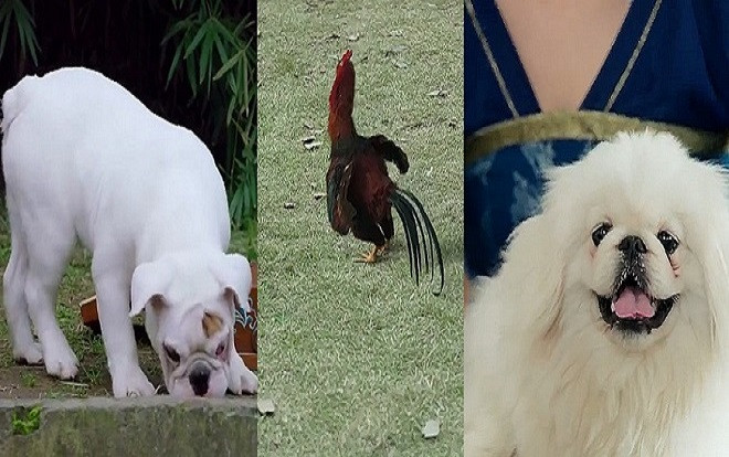 Ấn tượng với dàn thú cưng được đầu tư mạnh tay trong bộ phim chiếu mạng 'Manh phi giá đáo' Ảnh 2