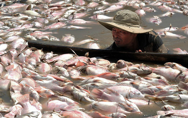 Ngư dân hốc hác, làng xơ xác sau khi 1.500 tấn cá ồ ạt chết Ảnh 2