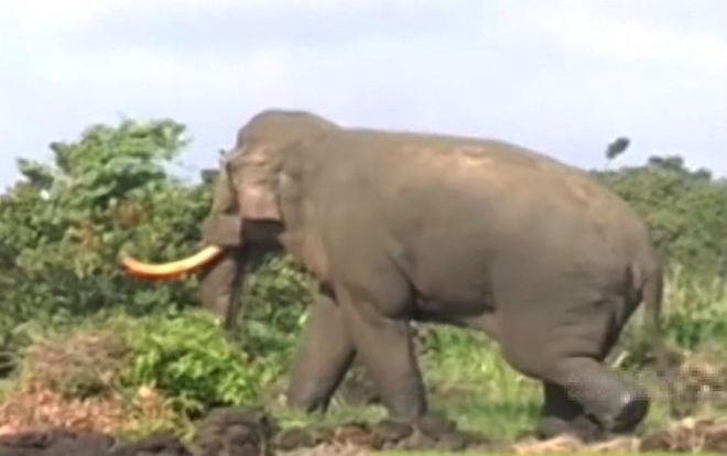 Voi rừng tràn vào khu dân cư phá rẫy Ảnh 2