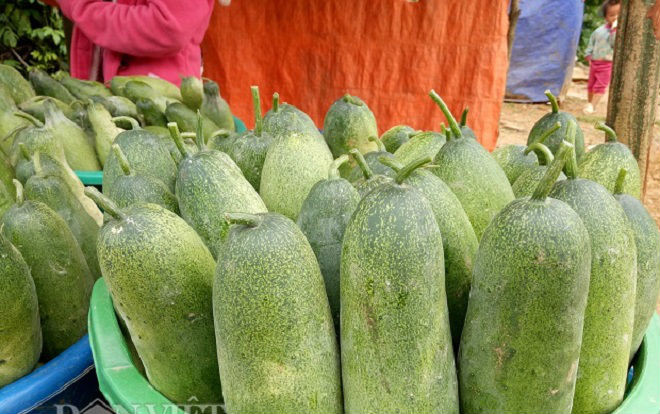 Lên Tây Bắc thưởng thức đặc sản dưa chuột 'khủng' của người Mông Ảnh 2