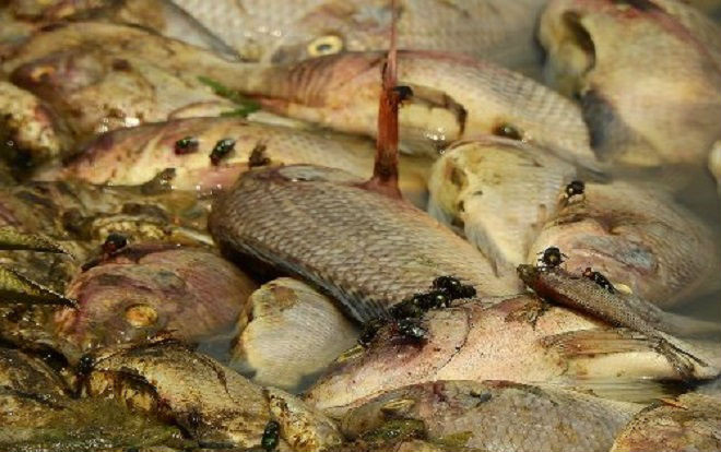 Cá chết hàng loạt tại bốn hồ điều hòa ở Quảng Ninh Ảnh 2