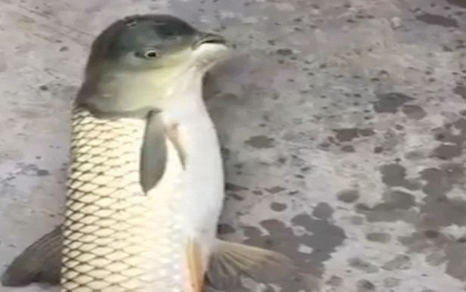 Kỳ lạ cá trắm cỏ có đầu giống chim bồ câu Ảnh 2