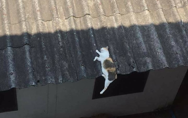 Chùm ảnh: Những pha ngủ ngày bá đạo của các 'quàng thượng' mèo trên khắp cả nước Ảnh 2