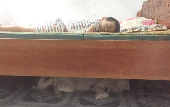 Giữa ngày nắng nóng nhìn bức ảnh cả baby lẫn thú cưng im lìm say giấc, dân mạng đồng loạt thả tim Ảnh 2