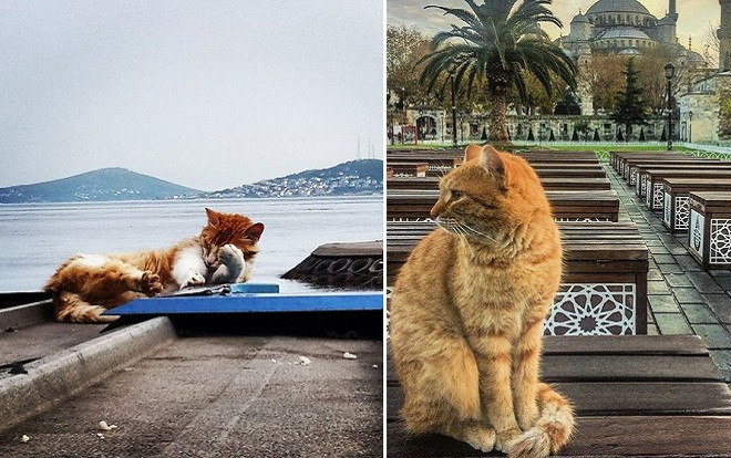 Có một nơi mà ở đó, mèo là 'bá chủ', còn con người thì 'rất phục tùng mèo' Ảnh 2