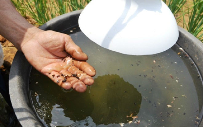 Chong đèn bẫy bướm trên 'thủ phủ' hành tím ở Quảng Ngãi Ảnh 2