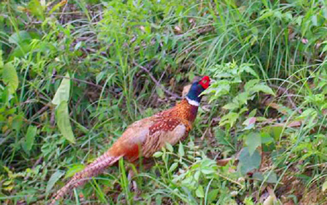 Hà Tĩnh thả chim trĩ nằm trong sách đỏ về tự nhiên Ảnh 2