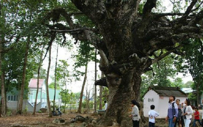 Chuyện về cây dầu rái gần 800 tuổi mọc ngược Ảnh 2