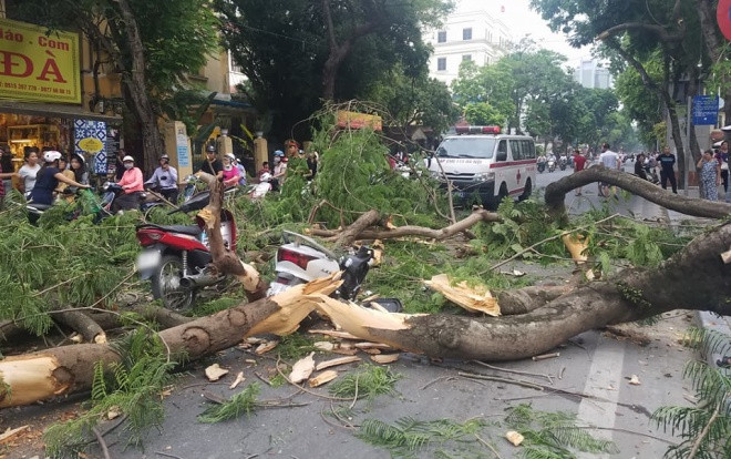 Cây phượng cổ thụ bất ngờ đổ ập đè trúng xe máy, 5 người bị thương nặng trong đó có 2 trẻ nhỏ Ảnh 2