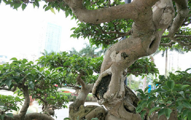 Kiệt tác sanh cảnh 'vươn đón gió' có giá gần 10 tỷ đồng của ông giáo già Ảnh 2